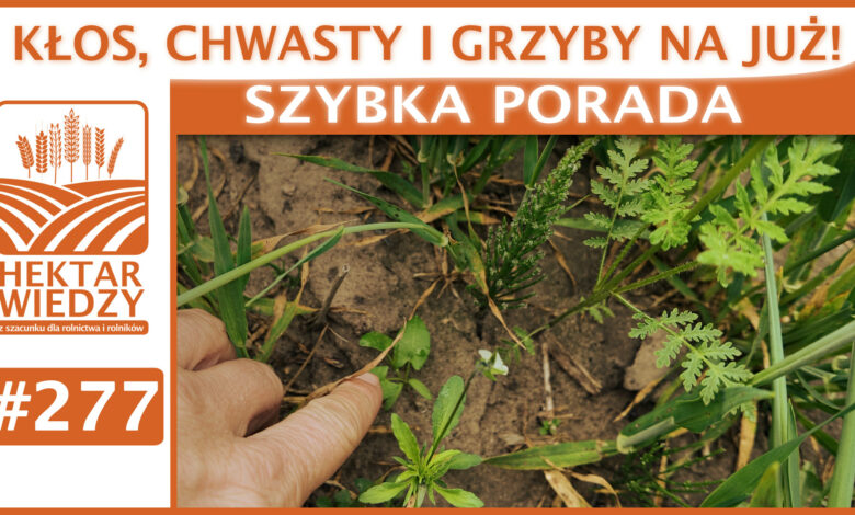 Okladka_SP_277