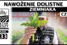 Photo of NAWOŻENIE DOLISTNE ZIEMNIAKA (Część 1) | ODCINEK 333