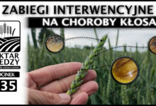Photo of ZABIEGI INTERWENCYJNE NA CHOROBY KŁOSA | ODCINEK 335