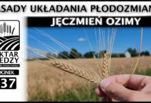 Photo of JĘCZMIEŃ OZIMY – ZASADY UKŁADANIA PŁODOZMIANU. | ODCINEK 337