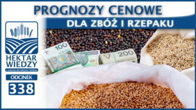 Photo of PROGNOZY CENOWE DLA ZBÓŻ I RZEPAKU | ODCINEK 338