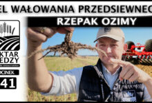 Photo of RZEPAK OZIMY – CEL WAŁOWANIA PRZEDSIEWNEGO | ODCINEK 341