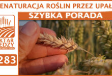 Photo of DENATURACJA ROŚLIN PRZEZ UPAŁY | SZYBKA PORADA #283