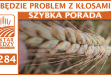 Photo of BĘDZIE PROBLEM Z KŁOSAMI | SZYBKA PORADA #284