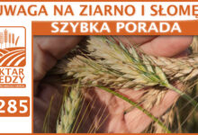 Photo of UWAGA NA ZIARNO I SŁOMĘ! | SZYBKA PORADA #285