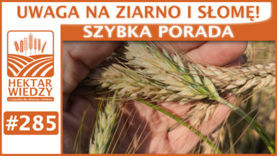 Photo of UWAGA NA ZIARNO I SŁOMĘ! | SZYBKA PORADA #285