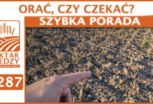 Photo of ORAĆ, CZY CZEKAĆ? | SZYBKA PORADA #287