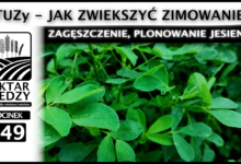 Photo of TUZy – JAK ZWIEKSZYĆ ZIMOWANIE, ZAGĘSZCZENIE, PLONOWANIE JESIENIĄ | ODCINEK 349