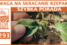 Photo of UWAGA NA SKRACANIE RZEPAKU! | SZYBKA PORADA #293