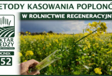 Photo of METODY KASOWANIA POPLONÓW W ROLNICTWIE REGENERACYJNYM | ODCINEK 352