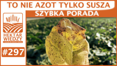 Photo of TO NIE AZOT TYLKO SUSZA! | SZYBKA PORADA #297