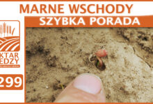 Photo of MARNE WSCHODY | SZYBKA PORADA #299