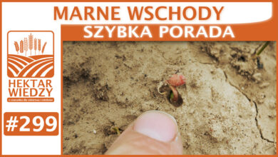 Photo of MARNE WSCHODY | SZYBKA PORADA #299