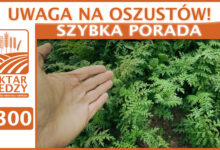 Photo of UWAGA NA OSZUSTÓW! | SZYBKA PORADA #300