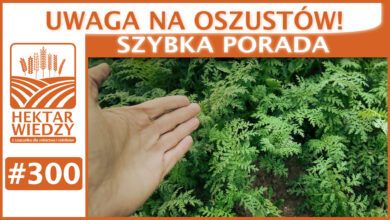 Photo of UWAGA NA OSZUSTÓW! | SZYBKA PORADA #300